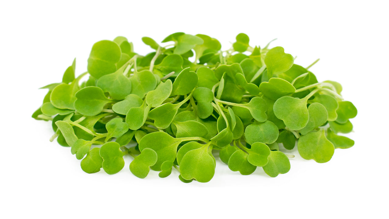 Arugula Microgreen Seed Bundle (Galleri/Galleri Lite)