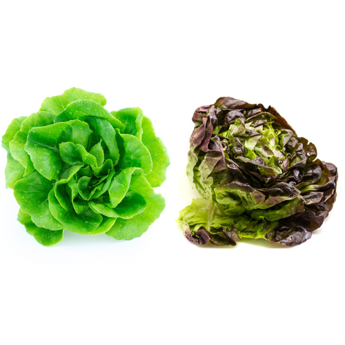 Butter Lettuce Mix Pre-seeded Seed Pack (Galleri/Galleri Lite)