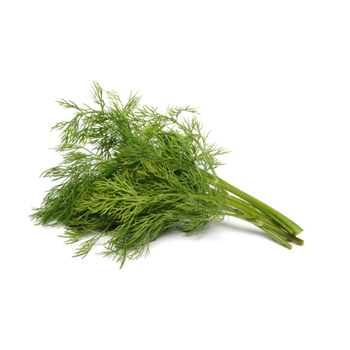 Dill Pre-seeded Seed Pack (Galleri/Galleri Lite)