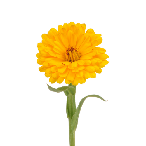 Dwarf Marigold Pre-seeded Seed Pack (Galleri/Galleri Lite)