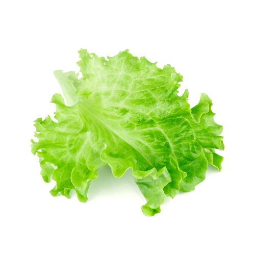 Green Leaf Lettuce Pre-seeded Seed Pack (Galleri/Galleri Lite)