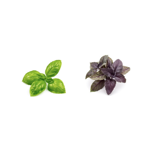 Green & Purple Basil Mix Pre-seeded Seed Pack (Galleri/Galleri Lite)