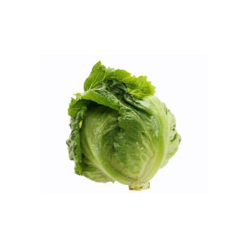 Iceberg Lettuce Pre-seeded Seed Pack (Galleri/Galleri Lite)