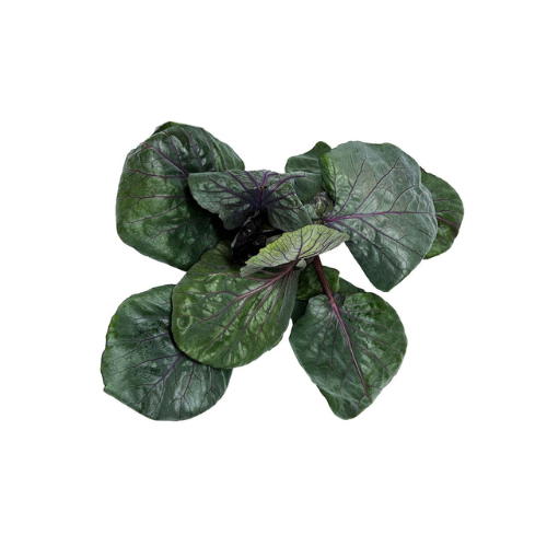 Leafy Cabbage Pre-seeded Seed Pack (Galleri/Galleri Lite)