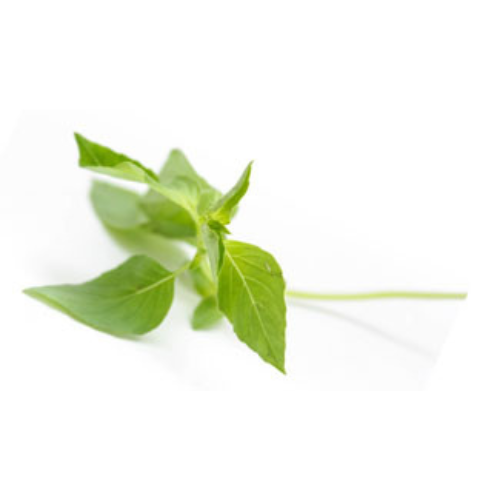 Lemon Basil Pre-seeded Seed Pack (Galleri)