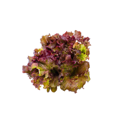 lolla rosa lettuce seeds Lolla Rosa Lettuce Pre-seeded Seed Pack (Galleri)