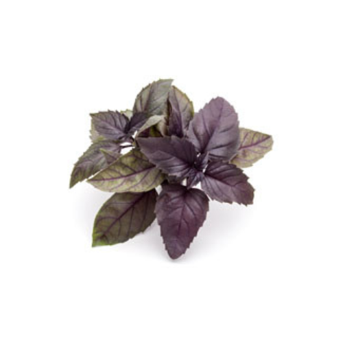 Opal Basil Pre-seeded Seed Pack (Galleri)