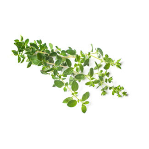 Oregano Pre-seeded Seed Pack (Galleri/Galleri Lite)