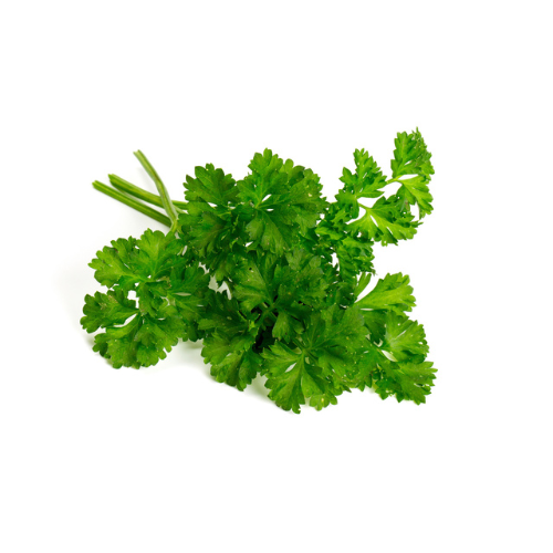 Parsley Pre-seeded Seed Pack (Galleri/Galleri Lite)