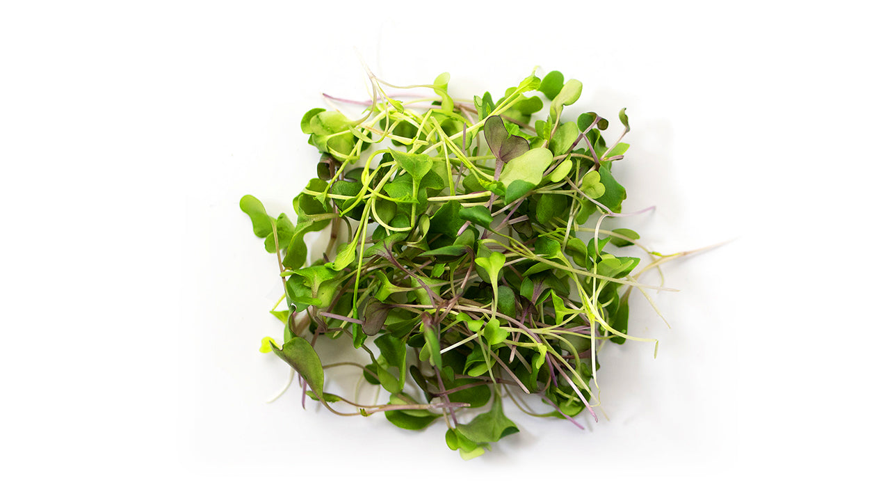 Microgreen Starter Kit - Single Tier