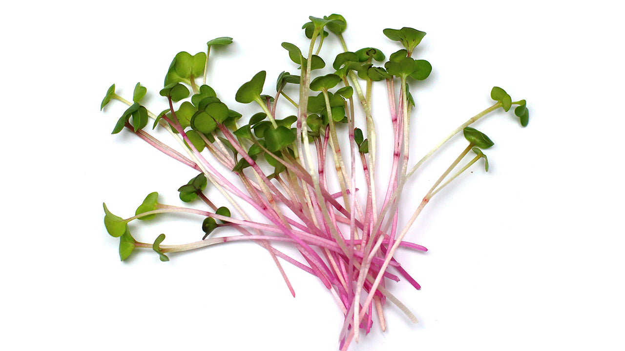 Red Radish Microgreen Seed Bundle (Galleri/Galleri Lite)