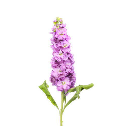 Stock Flower Pre-seeded Seed Pack (Galleri/Galleri Lite)