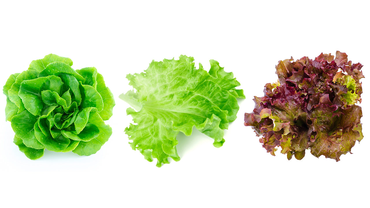 Lettuce Bundle - Green Butterhead, Green Leaf, Red Oak