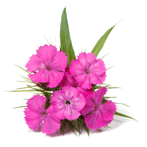 Sweet William Pre-seeded Seed Pack (Galleri/Galleri Lite)