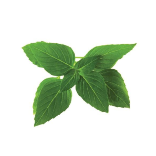 Thai Basil Pre-seeded Seed Pack (Galleri/Galleri Lite)