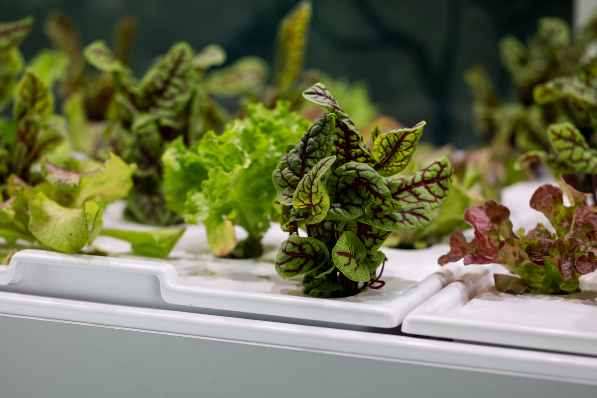 Babylon Micro-Farm Shop – Babylon Micro-Farms Supplies