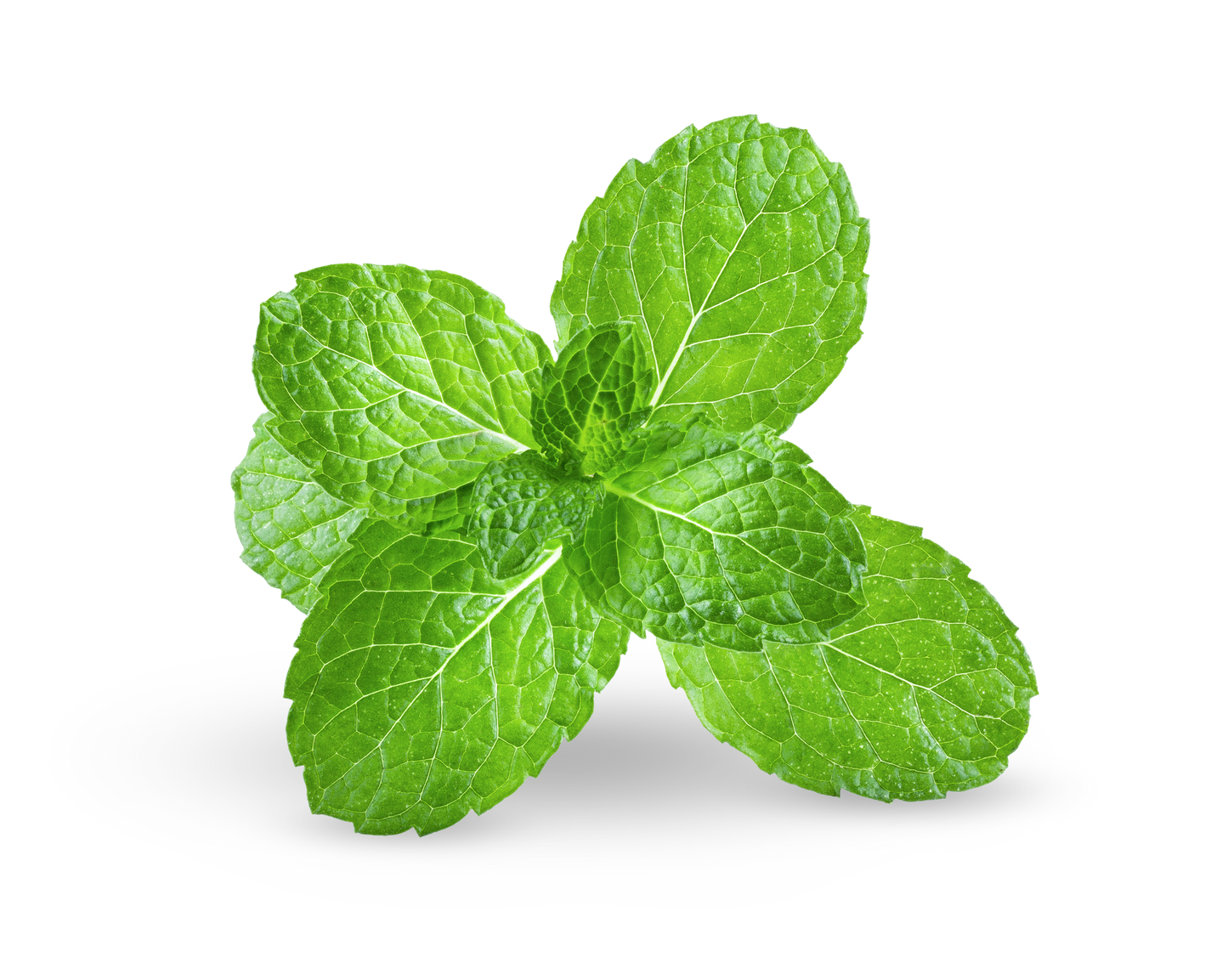 Mint Pre-seeded Seed Pack (Galleri)