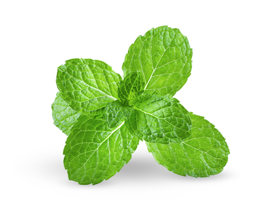 Mint Pre-seeded Seed Pack (Galleri)