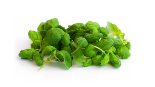 Basil Microgreen Seed Bundle