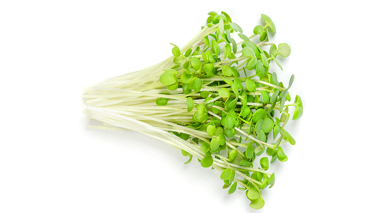 Mustard Greens Microgreen Seed Bundle