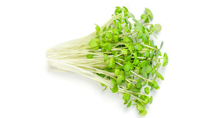 Mustard Greens Microgreen Seed Bundle (STEM Garden)