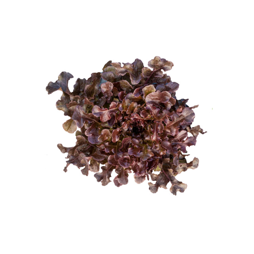 Red Oak Lettuce Pre-seeded Seed Pack (Galleri/Galleri Lite)