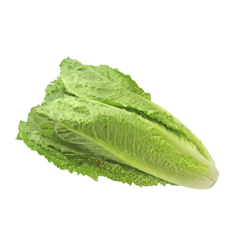 Romaine Lettuce Pre-seeded Seed Pack (Galleri/Galleri Lite)