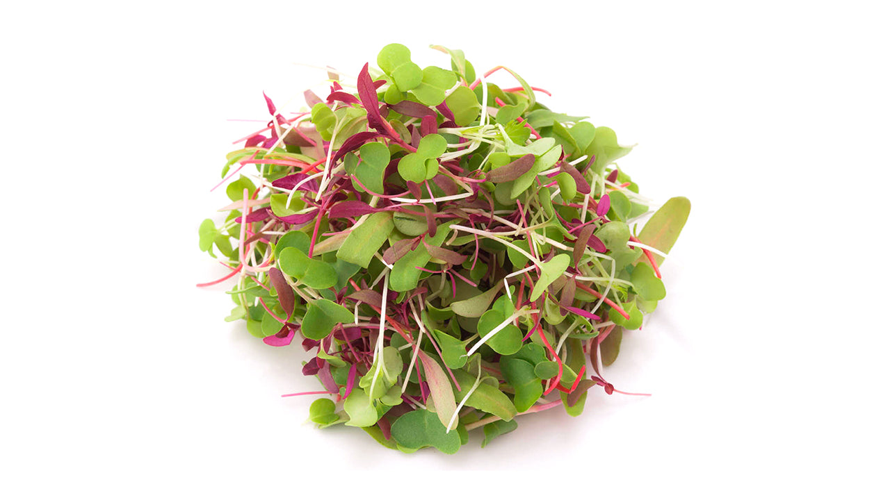 Spicy Mix Microgreen Seed Bundle