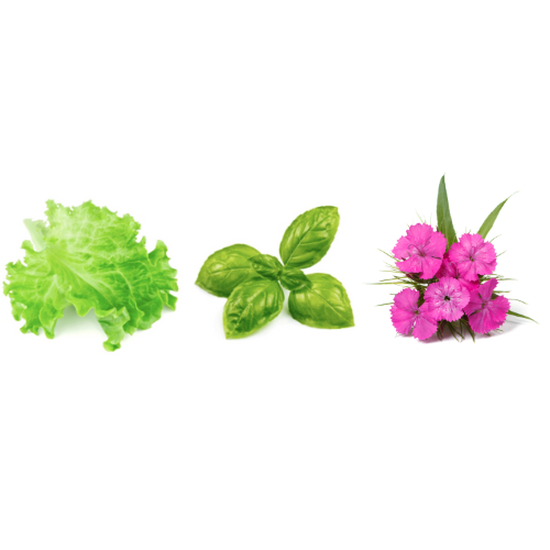 Starter Seed Bundle - Green Leaf, Genovese Basil, Sweet William