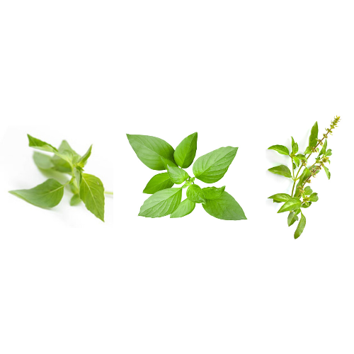 Tangy Basil Mix Pre-seeded Seed Pack (Galleri) – Babylon Micro-Farms ...