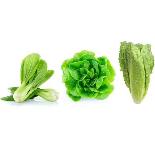 Lettuce & Leafy Green Bundle - Green Butterhead, Bok Choy, Romaine