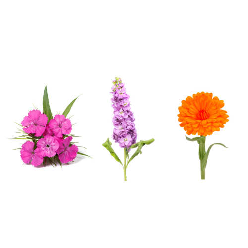 Flower Bundle - Dwarf Marigold, Stock Flower, Sweet William