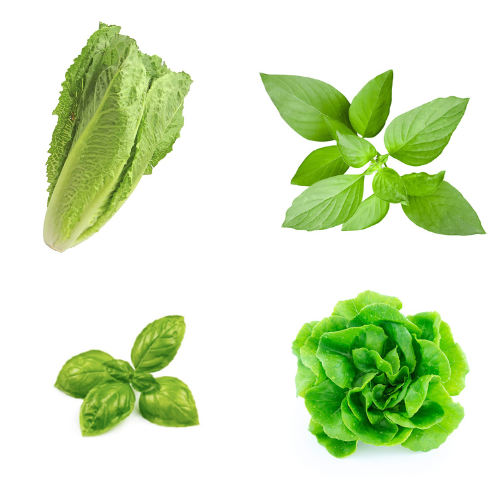 Lettuce & Herb Bundle - Green Butterhead, Genovese Basil, Thai Basil, Romaine