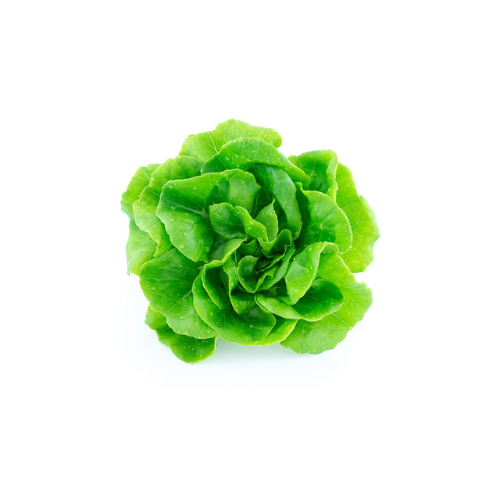 Green Butterhead Lettuce Pre-seeded Seed Pack (Galleri/Galleri Lite)