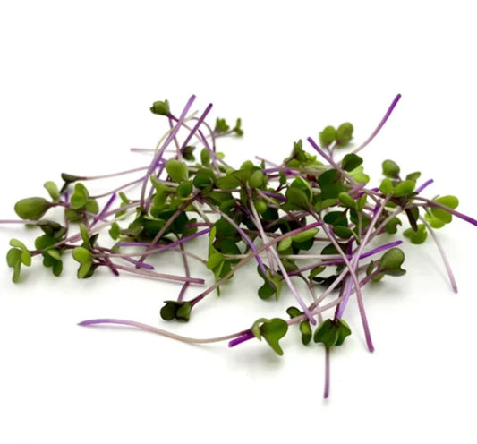 Purple Kohlrabi Microgreen Seed Bundle