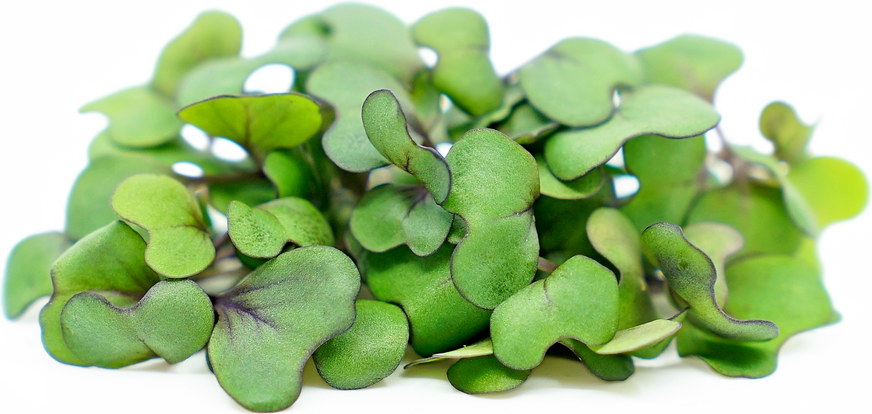 Cabbage Microgreen Seed Bundle