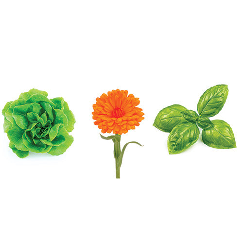 Starter Seed Bundle - Green Butterhead, Genovese Basil, Dwarf Marigold
