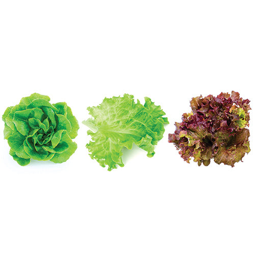 Lettuce Bundle - Green Butterhead, Green Leaf, Red Oak