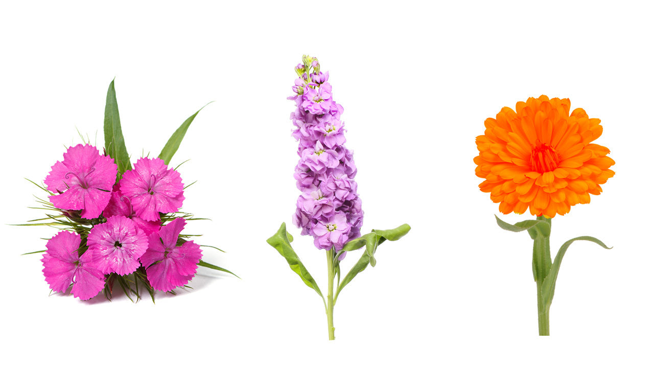 Flower Bundle - Dwarf Marigold, Stock Flower, Sweet William